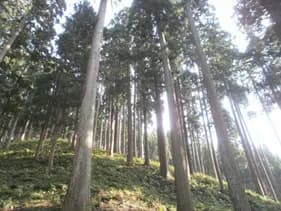 鳥取県智頭町 智頭杉