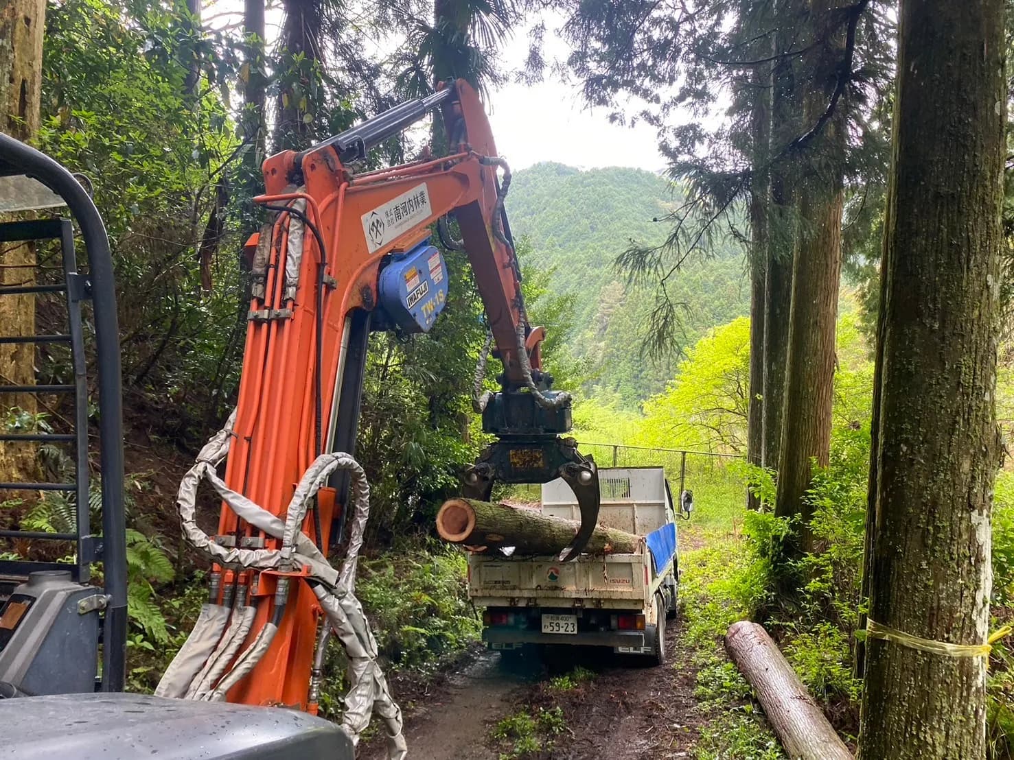大阪南河内 大橋山林業