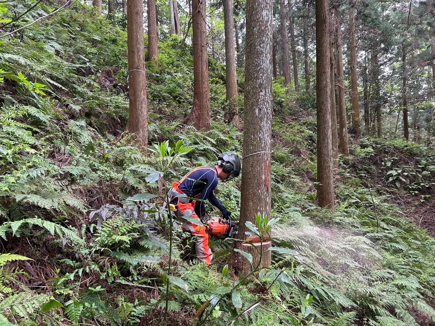 大阪南河内 大橋山林業
